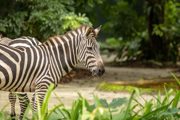 Ortak Zebra, aka Plains Zebra, Equus quagga