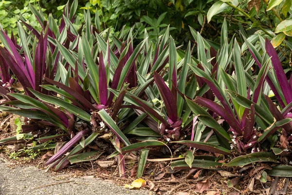 Tradescantia spathacea ou planta Oyster crescendo ao ar livre — Fotografia de Stock