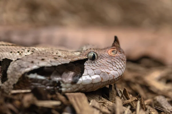 Gaboon viper, Bitis gabonica, side view of head — Stock Photo, Image