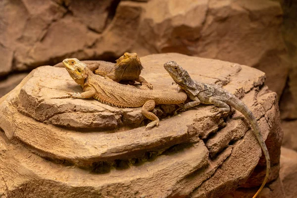 Dos dragones barbudos y un lagarto volando tumbado en una roca en un terrario — Foto de Stock
