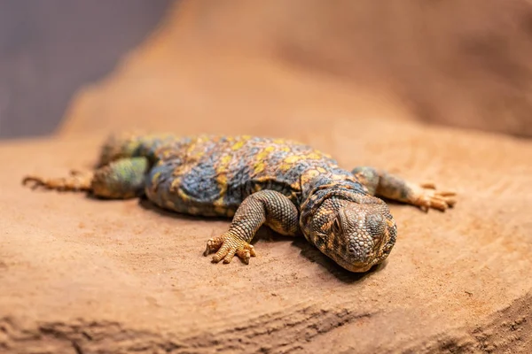 Süslü dikenli bir kayaya istirahat lizard, Uromastyx ornata, kuyruklu