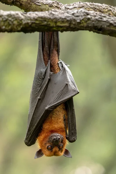 Büyük Hint uçan tilki, Pteropus vampyrus, bir daldan asılı yarasa.