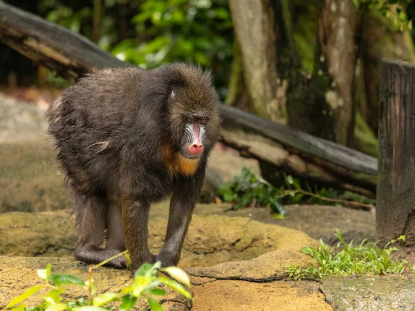 Mono mandril, esfinge mandril, parado al aire libre en un zoológico — Foto de Stock