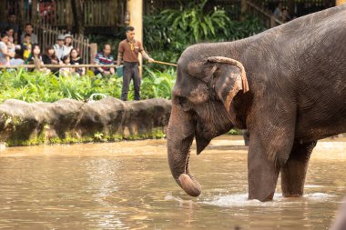 Singapur, Aralık 2018: Asya fili, Elephas maximus, hayvanat bahçesi ziyaret eğlenceli.