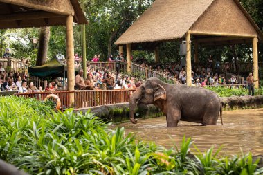Singapur, Aralık 2018: Asya fili, Elephas maximus, hayvanat bahçesi ziyaret eğlenceli.
