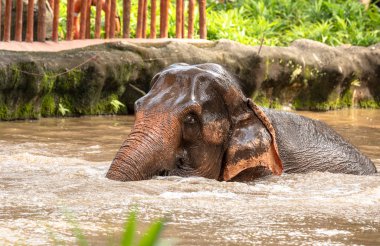 Asya fili, Elephas maximus, banyo.