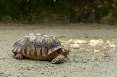 Afrika Mahmuzlu Kaplumbağası, kumlu zeminde Centrochelys sulcata