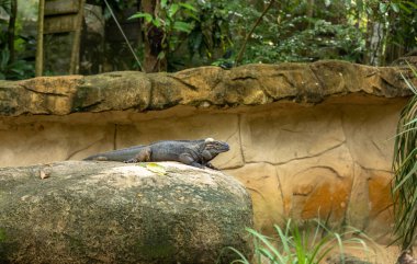 Gergedan kayanın üzerinde dinlenme Iguana, Cyclura cornuta,.