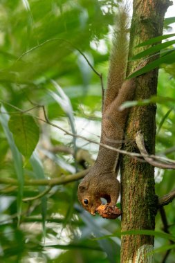 Muz sincap, Callosciurus notatus, bir meyve yeme. Singapur.
