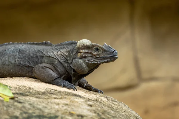 La Iguana del Rinoceronte, Cyclura cornuta, descansando sobre una roca . — Foto de Stock