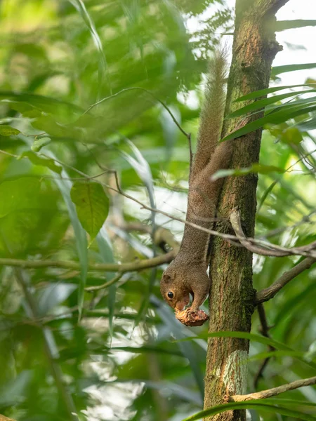 La ardilla del plátano, Callosciurus notatus, comiendo una fruta. Singapur . — Foto de Stock