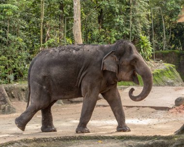 Asya fili, kirli geri Elephas maximus