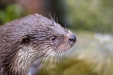 Avrasya otter, Lutra lutra, ıslak su samuru kafa vurdu