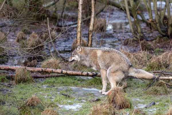 Grey wolf, Canis lupus, defecating in the nature in winter — Stock Image Grey wolf, Canis lupus, defecating in the nature in winter Stock Image