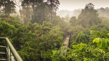 Yağmurlu bir gün yağmur ormanlarında, gölgelik yürümek Kulesi içinde Sepilok, Borneo dan Panoraması