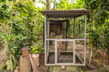 Expencive kahve, üretmek için tutsak bir Asya Palm Civet, Paradoxurus Hermafroditlik, yaşam ile kafes Kopi Luwak
