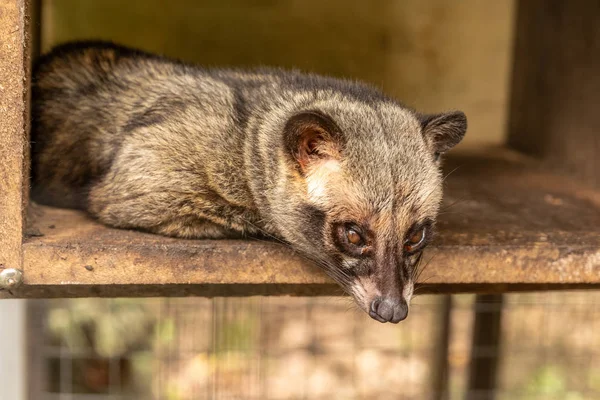Asian Palm Civet, Paradoxurus hermaphroditus, viviendo en una jaula para producir café expansivo, Kopi Luwak — Foto de Stock