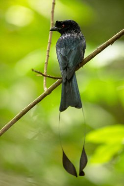 Güzel siyah kuş, daha fazla gürültü kuyruklu çaylak herif, Dicrurus paradiseus, Singapur'da bir şube tıraşlama.