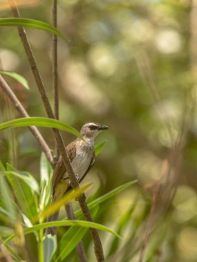 Sarı bülbül, dal üzerinde tıraşlama Pycnonotus goiavier, Bacalı. Bali Endonezya.
