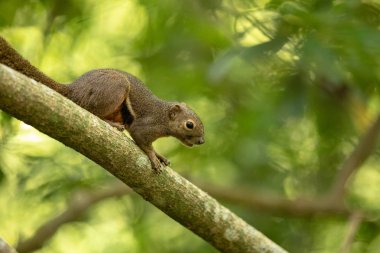 Doğal yeşil arka plana sahip bir dalı üzerinde oturan muz sincap, Callosciurus notatus. Sungei Buloh, Singapore.