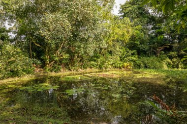 Zambak yastıkları Sungei Buloh sulak rezerv sulak merkezi gölet.