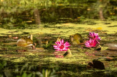 Zambak yastıkları ve nilüferler Sungei Buloh sulak rezerv sulak merkezi gölet.