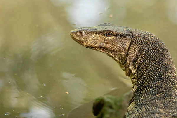 Retrato de un lagarto monitor de agua salvaje de Malasia, salvador de Varanus, en Sungei Buloh Wetland Reserve, Singapur — Foto de Stock