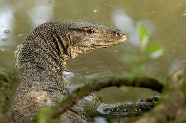 Malaya su monitör kertenkele, Sungei Buloh sulak yedekte Varanus salvator