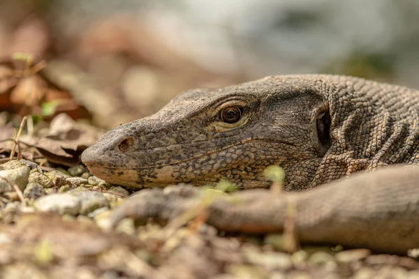 Lagarto monitor de agua de Malasia, salvador de Varanus, en la Reserva de Humedales Sungei Buloh — Foto de Stock