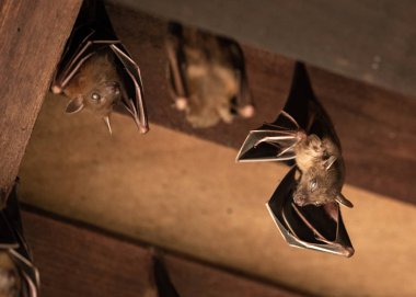 Daha az köpek suratlı meyve bir çatı asılı yarasa, Cyneropterus brachyotis,
