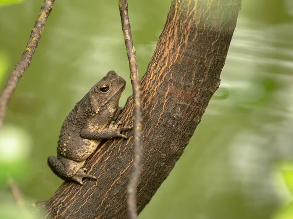 Ασιατικές κοινή φρύνος, μαύρο-πούλιων φρύνος, Duttaphrynus melanostictus κάθεται στο δέντρο — Φωτογραφία Αρχείου