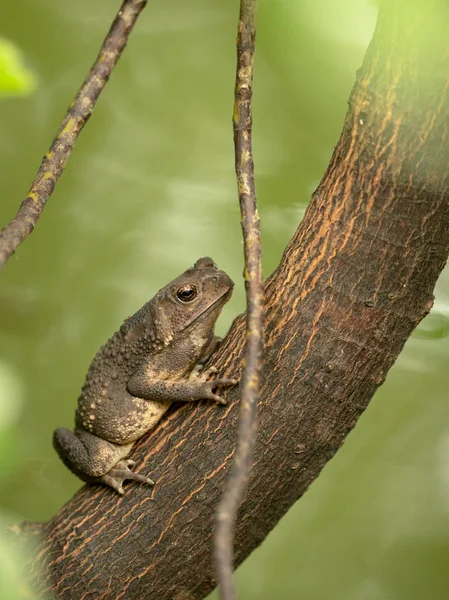 Ασιατικές κοινή φρύνος, μαύρο-πούλιων φρύνος, Duttaphrynus melanostictus κάθεται στο δέντρο. Κάθετη. — Φωτογραφία Αρχείου