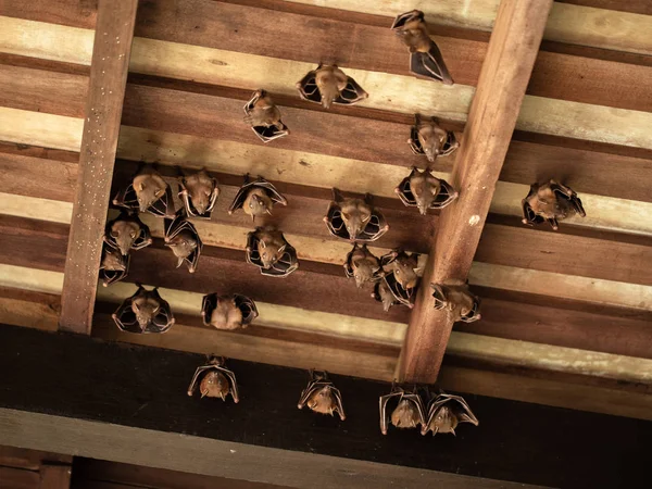 Lesser Dog-faced Fruit Bat, Cyneropterus brachyotis, hanging in a roof — Stock Photo, Image