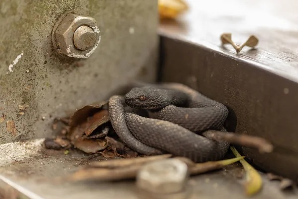 Viper pequeno do poço do manguezal, Trimeresurus purpureomaculatus, descansando pelo corrimão do calçadão . — Fotografia de Stock