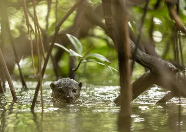 Bir vahşi düzgün kaplı Otter, mangrov ağaçlar arasında Lutra perspicillata.