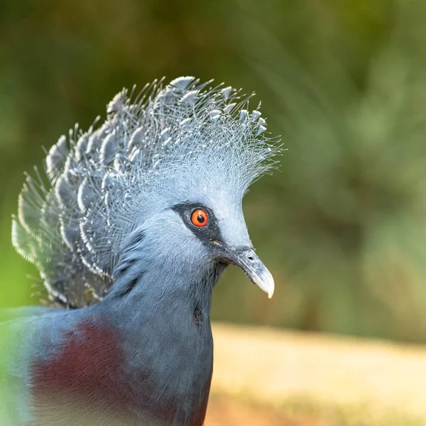 Head of Victoria Crowned Pigeon - Goura victoria.