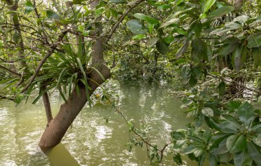 Mangrov ormanın Singapur suda ayakta ağaçlar