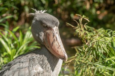 Afrika Whalehead veya ayakkabı gagalı leylek olarak da bilinen Shoebill, Balaeniceps rex,