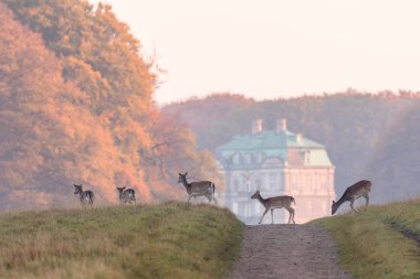 Fallow Deer, Dama dama, females and fawns crossing the dirt road in Dyrehave, Denmark. The Hermitage Palace out of focus in the background. clipart