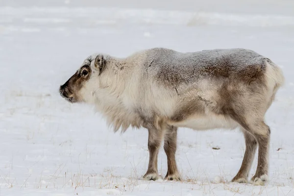 野生斯瓦尔巴驯鹿，Rangifer tarandus platyrhynchus，站在雪地里 — 图库照片