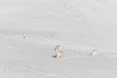 Üç vahşi Svalbard ren geyiği, Rangifer tarandus platyrhynchus, Norveç 'in Svalbard kentindeki tundrada yiyecek arıyorlar..