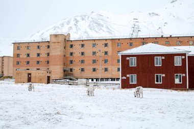 Pyramiden, Norveç - Ağustos 2017: Ren geyiği, Svalbard takımadasındaki Piramiden 'de terk edilmiş eski binaların önünde yiyecek arıyor.