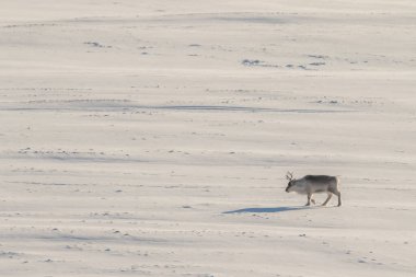 Vahşi Svalbard Ren Geyiği, Rangifer Tarandus Platyrhynchus, engin tundrada tek başına yürüyor. Svalbard, Norveç.