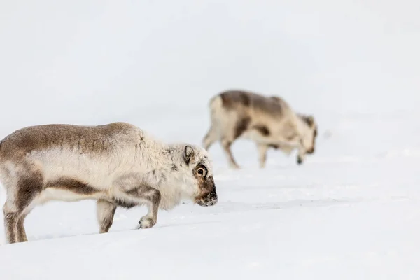 Vahşi Svalbard ren geyiği, Rangifer tarandus platyrhynchus, karın altında yiyecek arayan iki hayvan. — Stok fotoğraf