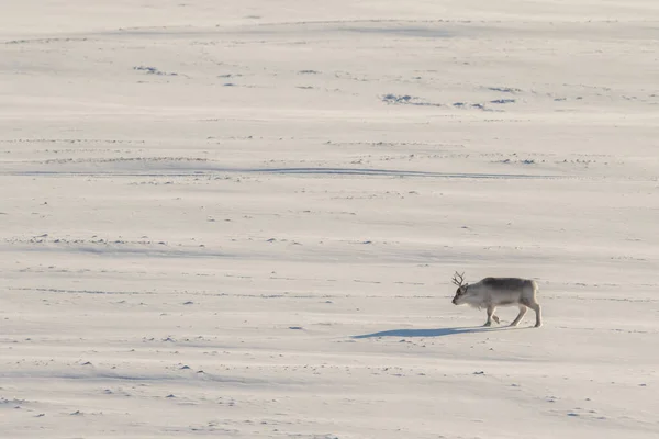 野生斯瓦尔巴驯鹿，Rangifer tarandus platyrhynchus，独自在广阔的冻土带中行走。 挪威斯瓦尔巴. — 图库照片