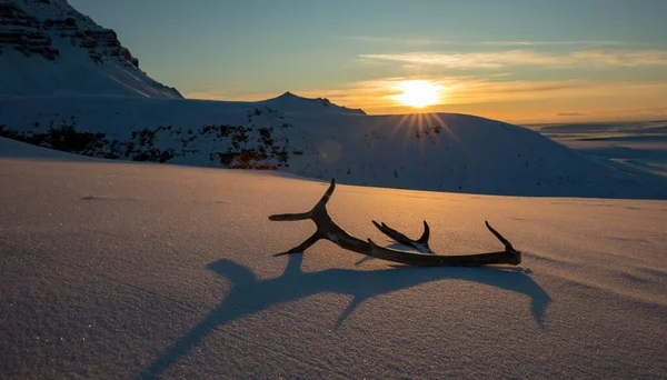 Arany naplemente rénszarvas agancsokkal a hóban — Stock Fotó
