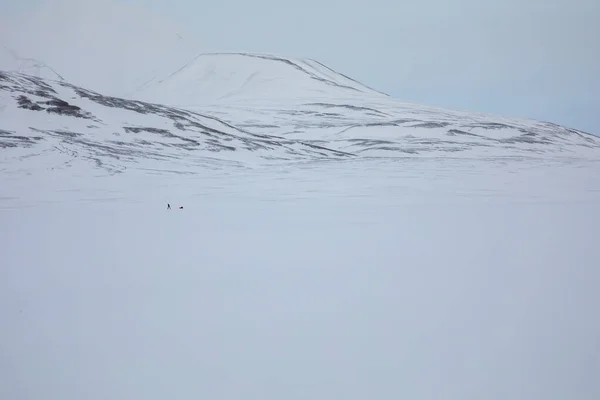Human in nature. Small person skiing and pulling a pulk in winter landscape.