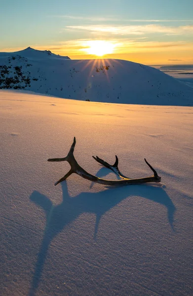 Tramonto dorato con corna di renna sdraiate sulla neve — Foto Stock