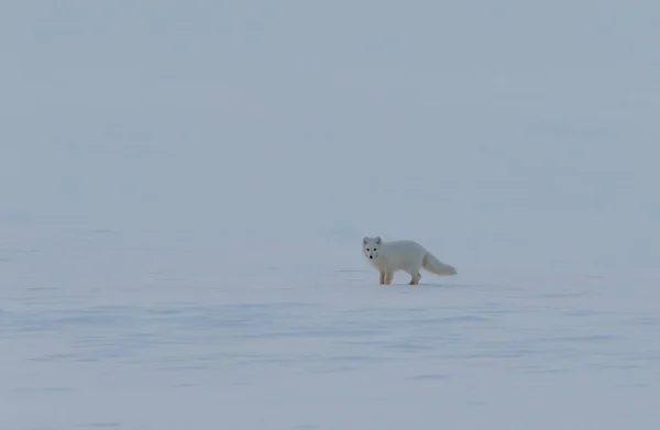 北冰洋狐狸，秃鹰，在雪地上跳跃. — 图库照片