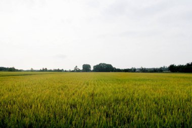 Paddy alanında Sekinchan, İstanbul